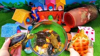 Amazing Catch Most Beautiful Freshwater Aquarium Fish In Small Pond,Guppies, Goldfish,Turtles, Koi#8