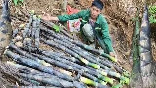Harvesting wild bamboo shoots, the first time seeing bamboo shoots growing so much is unbelievable
