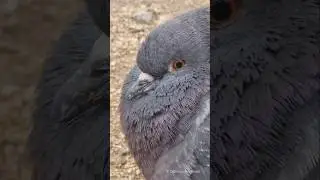 Pigeon Close-Up / Stadttaube Gro&szlig;aufnahme Berliner Platz - Ludwigshafen am Rhein