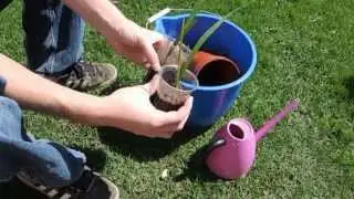 Date Palm  Transplanting seedlings