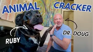 OLD ROTTWEILER ~ MADLY in LOVE with her CHIROPRACTOR! (PART 7)