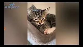 reacting to fluff planet funny😆