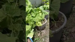 Signs of Nutrients deficiency in your garden