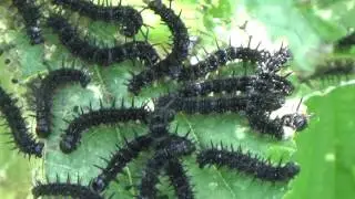 Black Caterpillar on Stinging Nettle