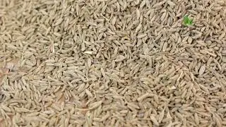Whole Cumin seeds - Cuminum Ground cumin