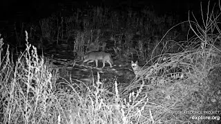 Decorah North Eagles: The Call of the Wild! Coyotes! Explore.org 1-5-2026