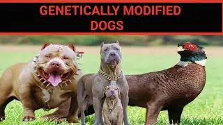 The Rise of Genetically Modified Dogs: Unleashing the Future Canine Revolution