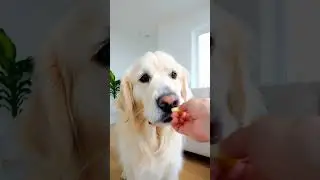 🐶 Ja nie wierze w tego psa co on wyprawia...