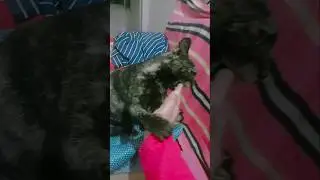 Why Are Cats So Angry?