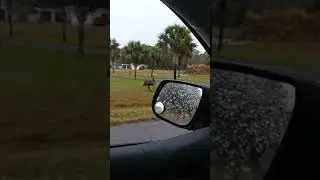 Ostrich in Darien Georgia!!!