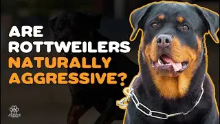 8 MYTHS ABOUT THE ROTTWEILER