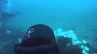 Metridium farcimen. Scooter Dive. Metridium fields Monterey, CA