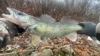 Chasing Late Fall Walleye Delaware River, Pa