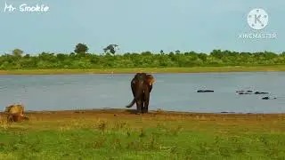 Asian Elephant Video Footage @WildAssam #_trending #_short #_shorts #_______full_support 
