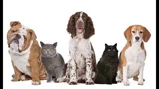 Aliments naturels, friandises, snacks pour chiens, chats ! #chien #chat #alimentation #nourriture
