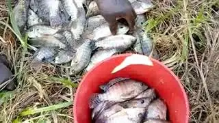 Uburobyi bwa kinyamwiga.