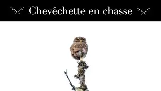 Tr&eacute;sors des For&ecirc;ts Jurassiennes N&deg;8 - Chouette chev&ecirc;chette en chasse