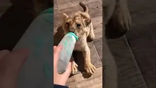 He Teased a Wild Lion and What Happened Next Is Unbelievable 🦁🔥❤️✨ A Bond Beyond Fear #shorts #viral