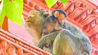 Baby monkey Emilo is small but his power so strong.