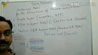 Plasma membrane its structure