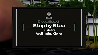 Traditional Clone Acclimation Process