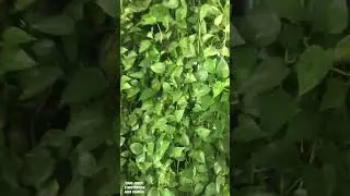 UMA PAREDE TODA COBERTA PELA PLANTA JIB&Oacute;IA#Shorts