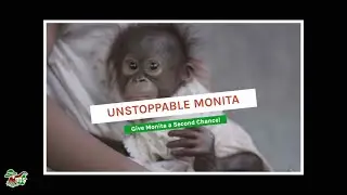 GIVE ORANGUTAN MONITA A SECOND CHANCE!