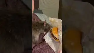 Burger 0 : Rat 1  #rats #rat #ratsofyoutube #pets #petrats #fancyrats #cute #animals #ratlove