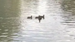 Memorial Park Boat Launch