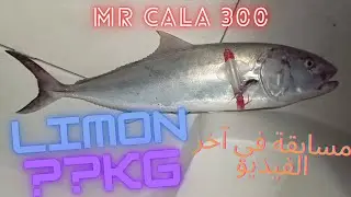 Limon Kbiiir Jijel \ Mr Cala 300   سمكة ليمون كبيرة من جيجل