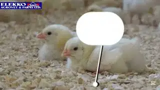 Fowl Typhoid, it' cause and prevention.&lrm; #farming #poultry 