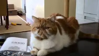 Exotic shorthair cat with an orange flat face.