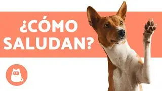 &iquest;C&oacute;mo se SALUDAN los PERROS? &iquest;Y a nosotros? 👋🏻🐶 &iexcl;Desc&uacute;brelo!