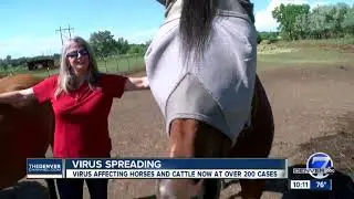 Virus not common to Colorado horses forces more than 200 properties under quarantine