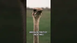Ostrich Behavior: Insights into their Running Abilities and Powerful Kicks | Zoo Mates #animals