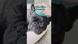 NEW Dog Bath Brush Out NOW! 🐶❤️🧼 #tiktokmademebuyit #viral #dog #brush #pets #shortvideos
