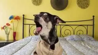 Funny dogs singing happy birthday