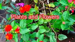 Plant Nursery Visit |Flowering Plants മനോഹരമായ കുറച്ച് ചെടികളും പൂക്കളും കാണാം @EduMixWorldAdiz 