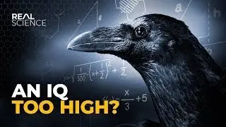 Почему вороны так же умны, как 7-летние дети?