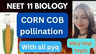 pollination in CORN COB (MAIZE), tassels & silks | NEET & 12 BOARD