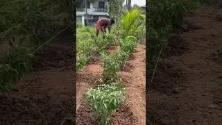 എന്റെ ബുള്ളറ്റ്  മുളക് കൃഷി 😍/Chilli Farming Kerala #organicfarming #harvesting