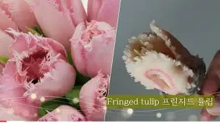 앙금플라워 프린지드튤립 Fringed tulip flower piping