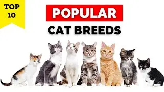 10 Most Popular Cat Breeds in the World