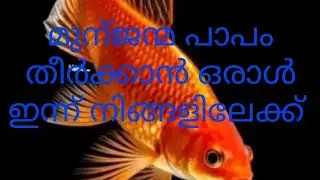 കഴിഞ്ഞ ജന്മത്തിലെ കർമ തീർക്കാൻ ഈ ജന്മത്തിലും അയാൾനിങ്ങളെ പിന്തുടരുന്നു#malayalamtarotreading #tarot 