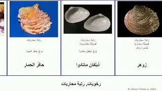 رِخْوِيّات, رتبة محاريات mollusca بطلينوس Sweet القلباوات أشباه ذيلفان زوهر صخلود عشتاريات Hickman