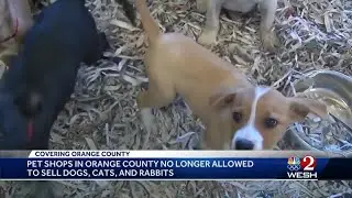 Pet shops in Orange County no longer allowed to sell dogs, cats and rabbits