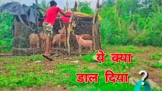 ये क्या डाल दिया pig❔Ye dal diya pigs ko 🐖 How to pigs || viral video on YouTube ❤️
