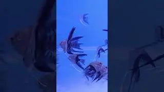 Veil-Tail Angel Fish #aquarium #music