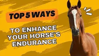 Top 5 Ways to Enhance Your Horse's Endurance