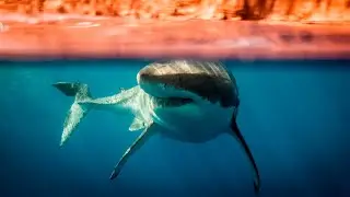 Shark spotters take flight in WA